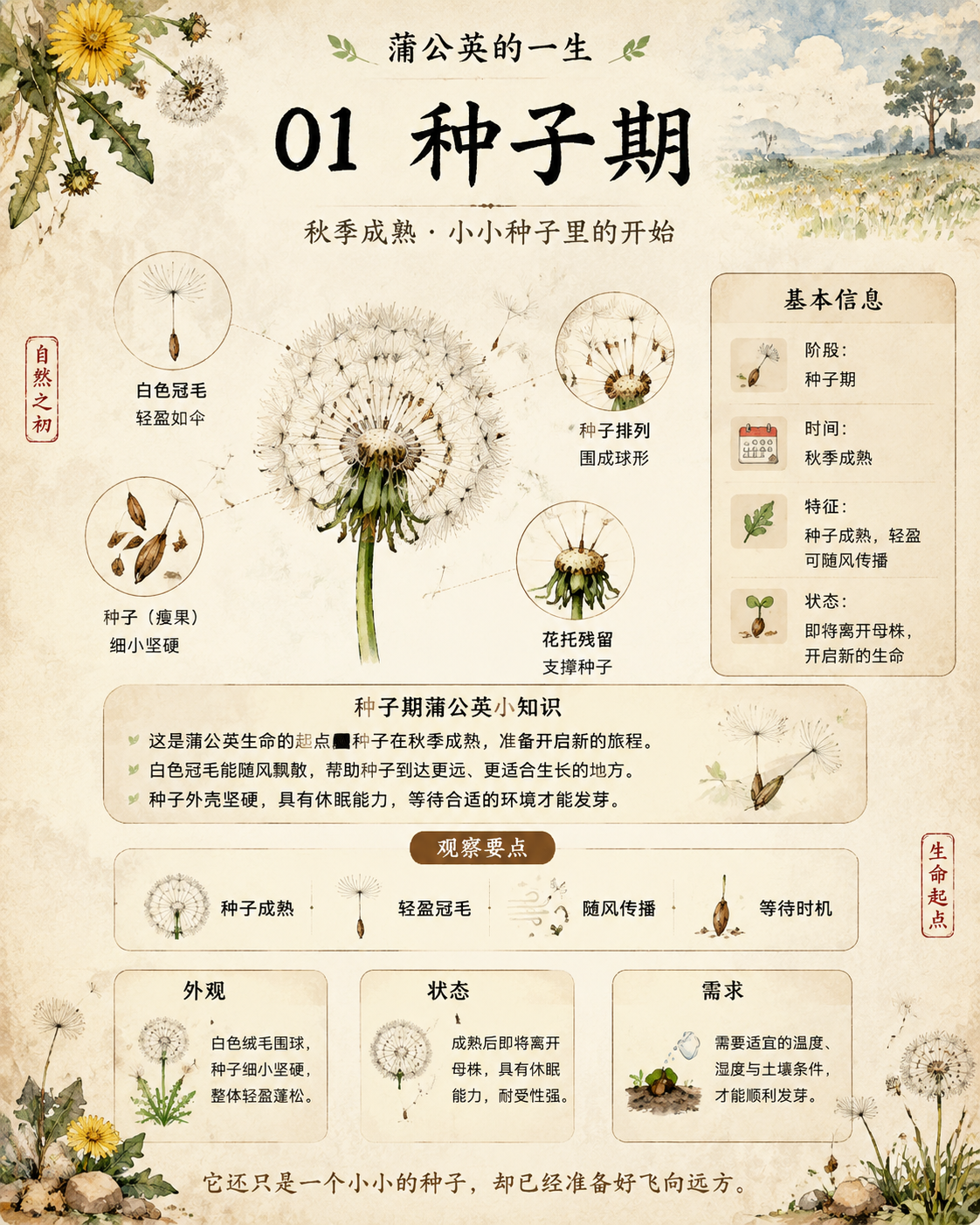 【唯一变量】 主题对象：蒲公英 请根据上面的“主题对象”生成一张竖版中文科普图鉴海报。后文中凡是提到“该对象”“它”“这种生物”“该动物”“该植物”，都统一指…